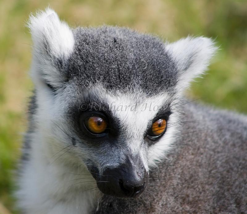 lemur9.jpg