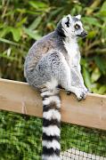 lemur5