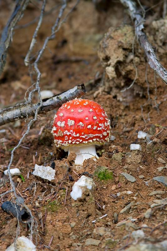 mushroom01.jpg