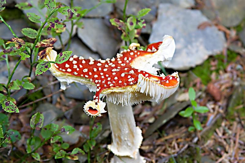 mushroom03.jpg
