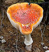 mushroom02