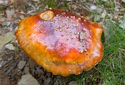 mushroom04