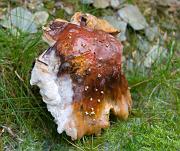 mushroom05