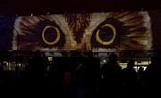 owl1