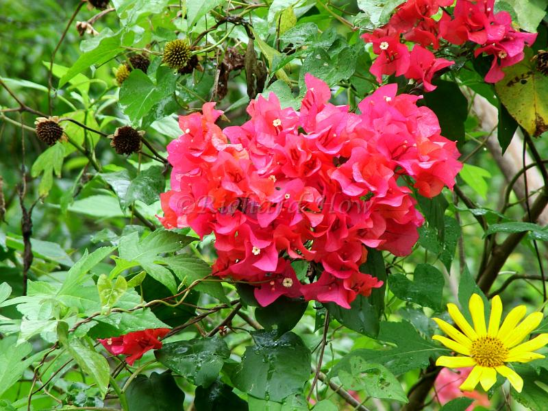 DSCF0972.JPG