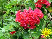 DSCF0972