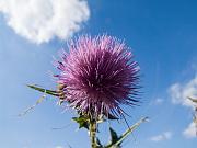 thistle2