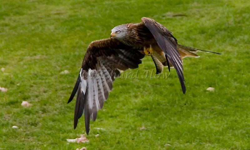 RedKite38.jpg